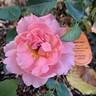 Drakkar ® rose photo