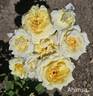 Ahimsa rose photo