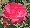 Ville du Roeulx rose photo