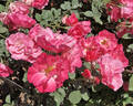 Ville du Roeulx rose photo