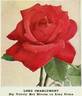 Lord Charlemont rose photo