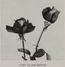 Lord Charlemont rose photo