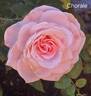 Chorale rose photo