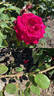 Gräfin Diana rose photo
