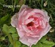 Peggy Lee rose photo