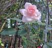 Petit Trianon ® rose photo