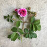 Russeliana rubra pallida rose photo