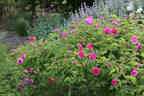 Russeliana rubra pallida rose photo