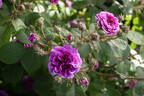 Russeliana rubra pallida rose photo