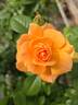 Oahu rose photo