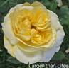 Larger Than Life rose photo
