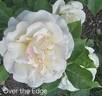 Over the Edge rose photo