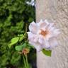 A Whiter Shade of Pale rose photo