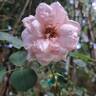 Petit Trianon ® rose photo