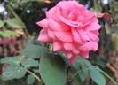 Elaine Paige™ rose photo