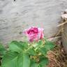 Lavender Crush ™ rose photo