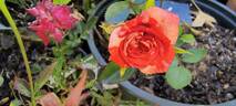 Strawberry Swirl rose photo
