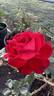 Stiletto rose photo