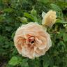 Star of the Republic rose photo