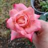 Mon Cheri ™ rose photo