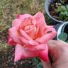 Mon Cheri ™ rose photo
