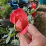 Mon Cheri ™ rose photo