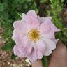 John Davis rose photo
