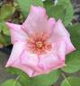 Kathleen Mills rose photo