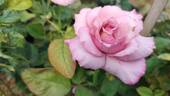Dr. Kidwai rose photo