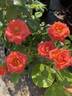 Marina ® rose photo