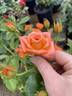 Marina ® rose photo