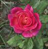 Givenchy rose photo