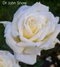 Dr. John Snow rose photo