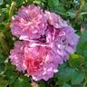 Orchid Romance rose photo