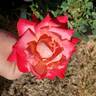 Mon Cheri ™ rose photo