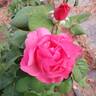 Dee-Lish rose photo