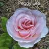 Peggy Lee rose photo