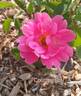 Country Boy rose photo