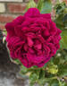 Clara Thomson rose photo