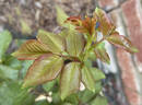 Clara Thomson rose photo