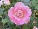 Porcelain Rose rose photo