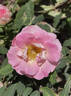Porcelain Rose rose photo