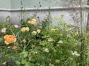 Buttercup rose photo