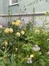 Buttercup rose photo