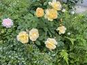 Buttercup rose photo