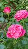Alexandre Astier rose photo