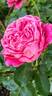 Alexandre Astier rose photo