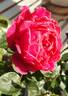 Alexandre Astier rose photo