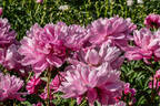 Judge Berry peony photo