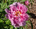 Judge Berry peony photo
